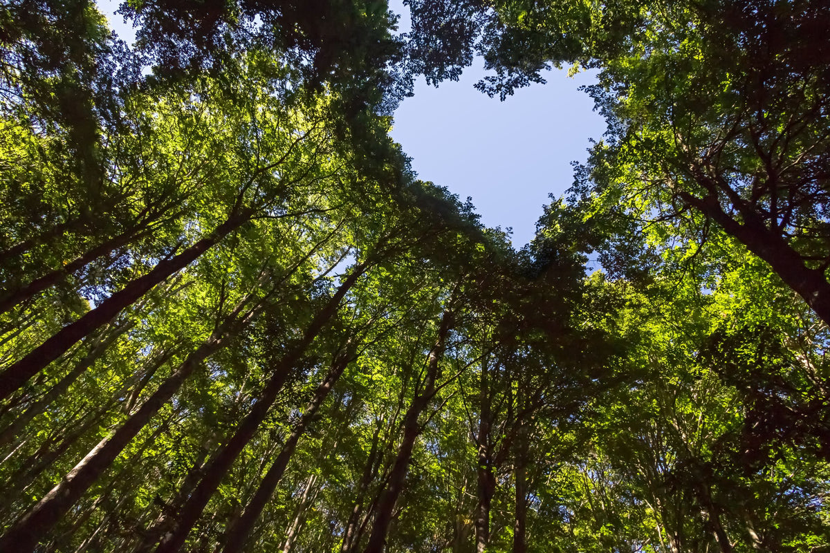Weitläufiger Wald mit Baumkronen